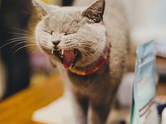-猫咪咖啡·猫咖(万达广场店)