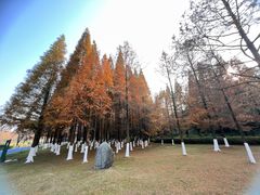 -宜兴龙背山森林公园