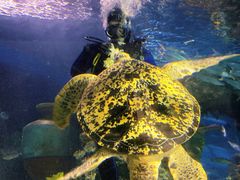 -太平洋海底世界