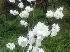 -南汇桃花村