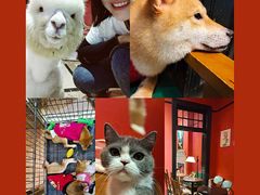 -猫色咖啡·猫咖