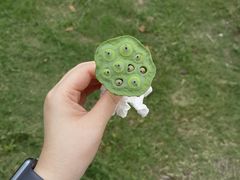 -鹅湖玫瑰文化园