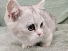 -佳雯宠物医院·皮肤科·内外科(春晓路分院)