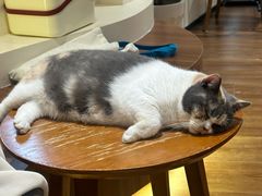 -有猫主题·治愈系猫咖(曾厝垵店)