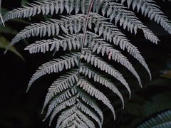 -火炉山森林公园