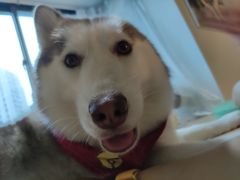 -Husky Go! 哈士奇体验馆·宠物咖啡厅狗咖