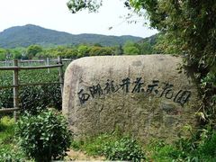 -龙井村