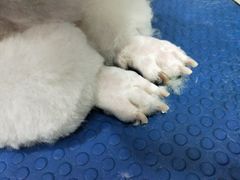 -瑞鹏宠物医院华南总院·夜诊·心脏科·骨科