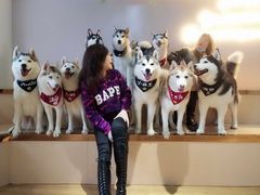 -Husky Go! 哈士奇体验馆·宠物咖啡厅狗咖