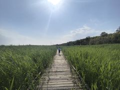 -西青郊野公园