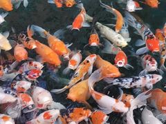 -西双版纳原始森林公园