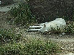 -齐齐哈尔龙沙动植物园