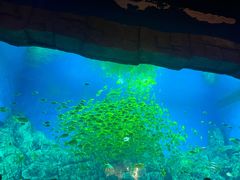 -芜湖新华联大白鲸海洋公园