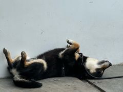 -青桃餐厅