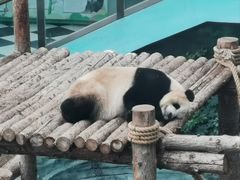 -大连森林动物园