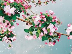 -海棠花溪(元大都城垣遗址公园)