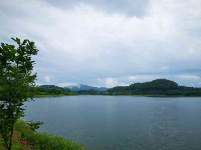 马蹄莲开啦,好美好美～～ 下雨天骑车,-大众点评