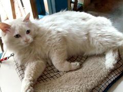 -Babycat私家御饼屋(龙头路一店)