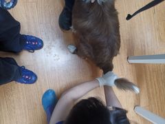 -北京观赏动物医院·24小时大型综合·猫专科·异宠专科