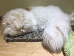 -猫和宫(六道口店)