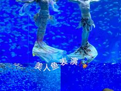 -合肥海洋世界