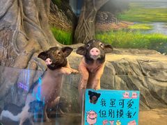 -正佳雨林生态植物园