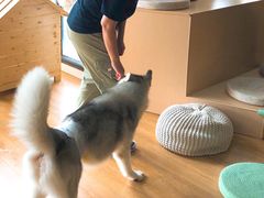 -Husky Go! 哈士奇体验馆·宠物咖啡厅狗咖