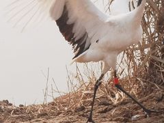 -盐城丹顶鹤湿地生态旅游区