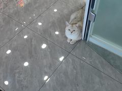 -爱洗澡的猫(望京店)