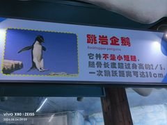 -海合安青岛极地海洋公园