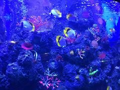 -芜湖新华联大白鲸海洋公园