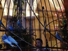 -深圳东部华侨城茵特拉根酒店