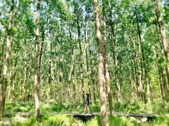 -合肥滨湖国家森林公园