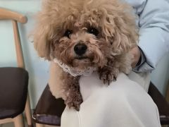 -宠福鑫动物医院(城北分院)