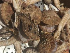 -映像威海·海鲜味道(经区店)