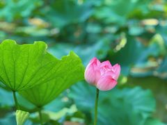 -荷兰花海