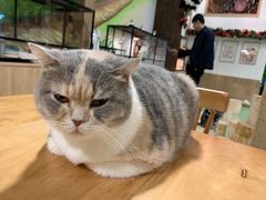 -藦茜花园宠物主题亲子互动体验馆(国顺东路店)