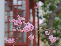 -梅花山(明孝陵内)