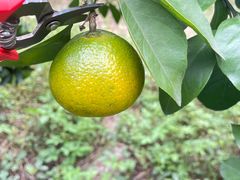 -前小桔亲子创意农场·草莓采摘·露营烧烤