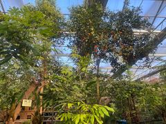 -呀路古热带植物园
