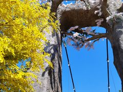 -西青郊野公园