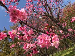 -天适樱花悠乐园