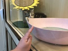 -momokira米努特·德文卷毛猫·棉花面纱犬