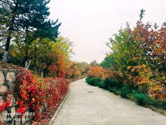 -北京十三陵国家森林公园蟒山景区