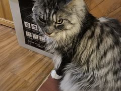 -MOCHA明星猫咖(田子坊店)