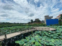 -江门古劳水乡旅游区