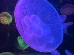 -太平洋海底世界