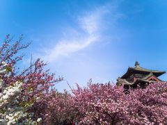 -西安青龙寺遗址景区