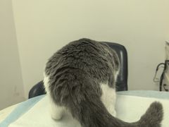 -福州肆爪动物医院