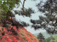 -木兰云雾山
